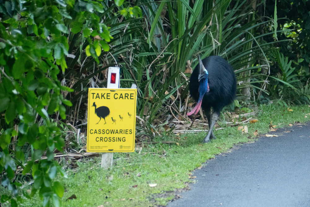 cassowary crossing