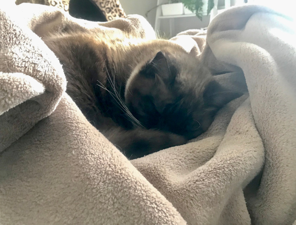 cat blanket cosy