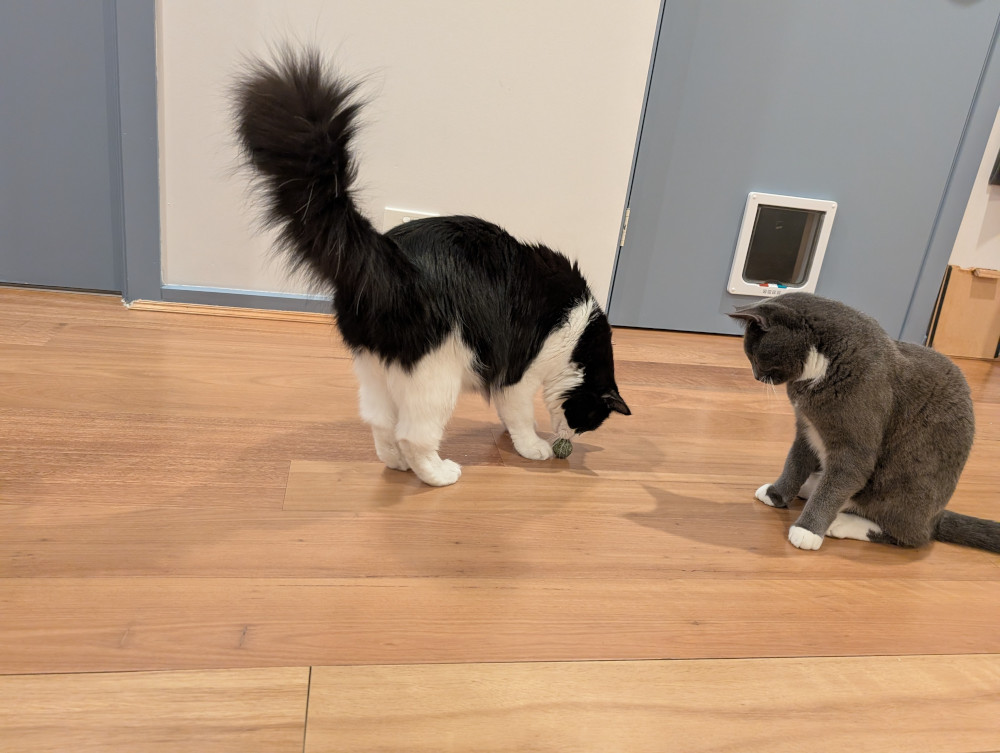 cat catnip play