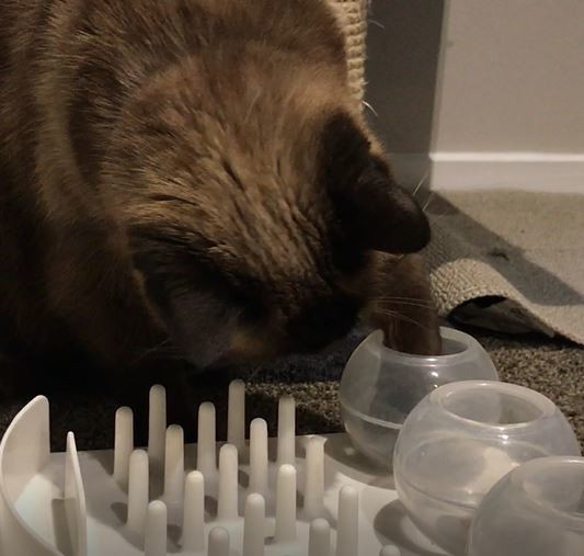 cat food puzzle white