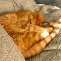 cat ginger cosy
