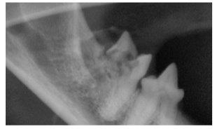cat gingivitis xray