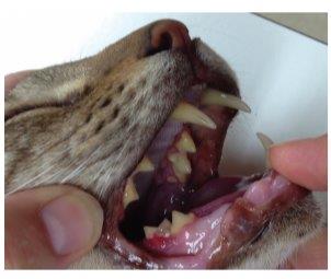 cat gingivitis