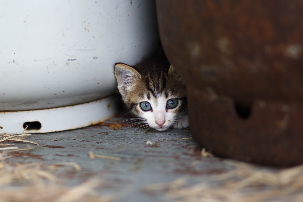 cat hiding gas cylinder