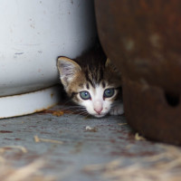 cat hiding gas cylinder