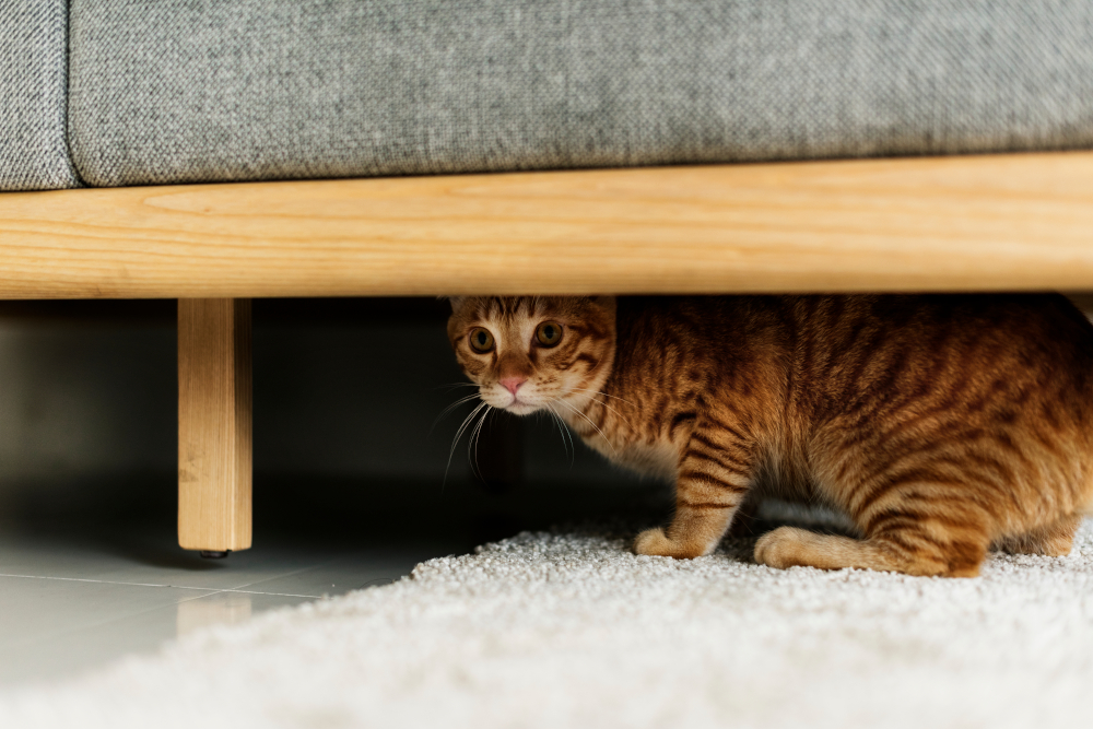 cat hiding
