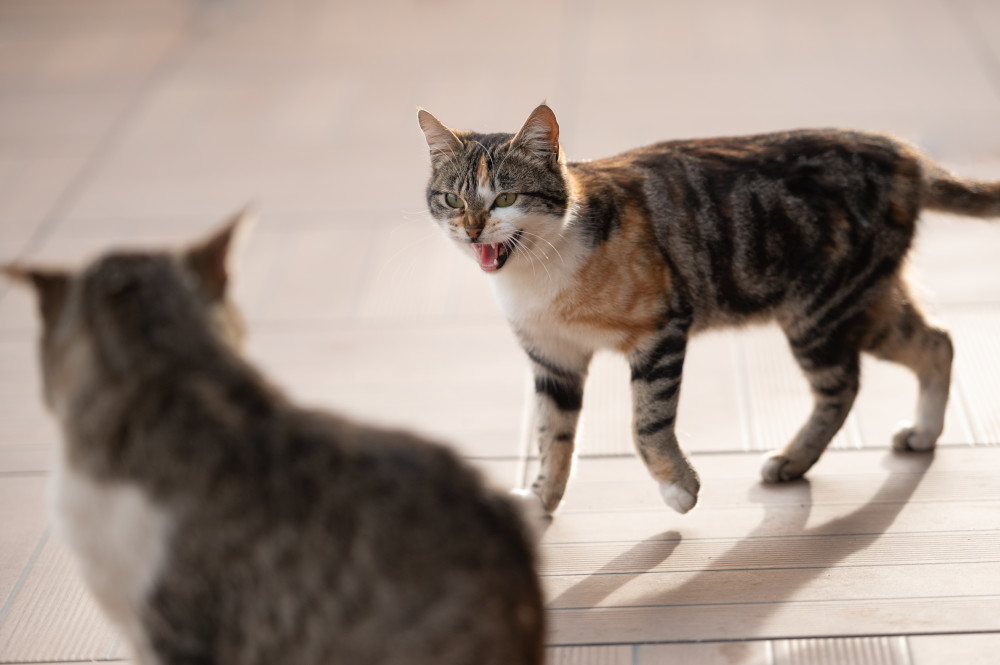 cat hissing