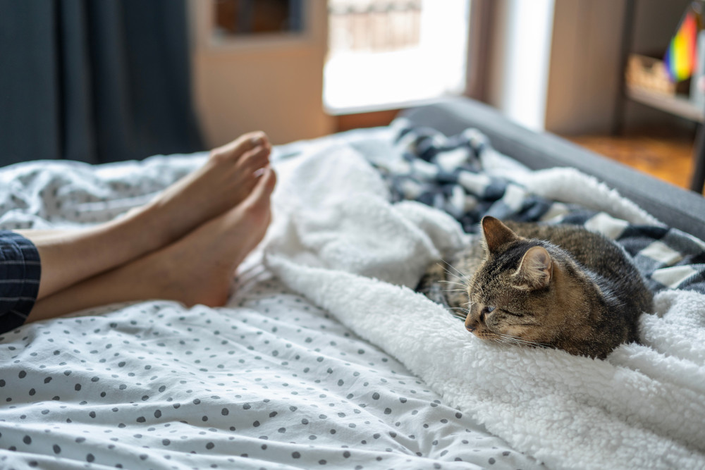 cat on bed with feet