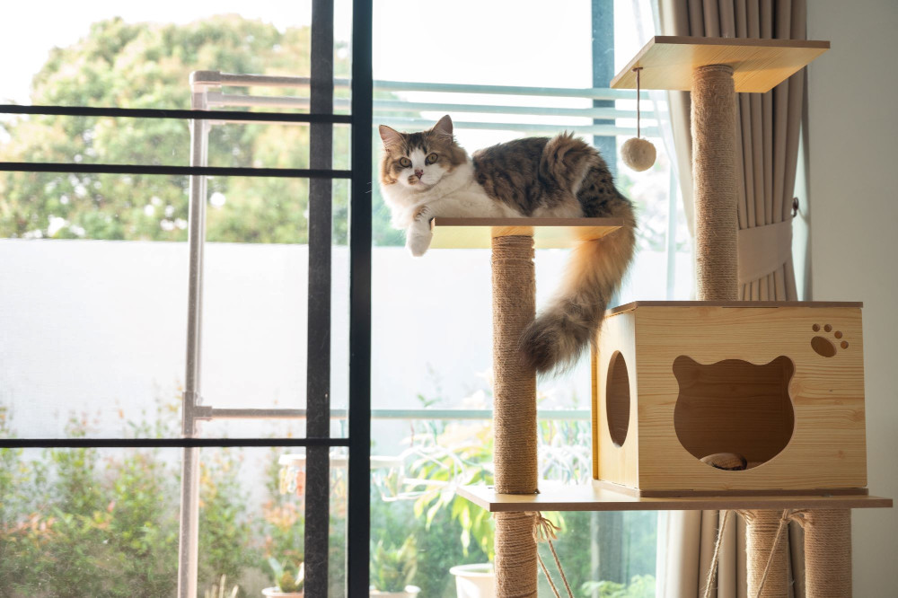 cat on tower