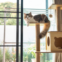 cat on tower