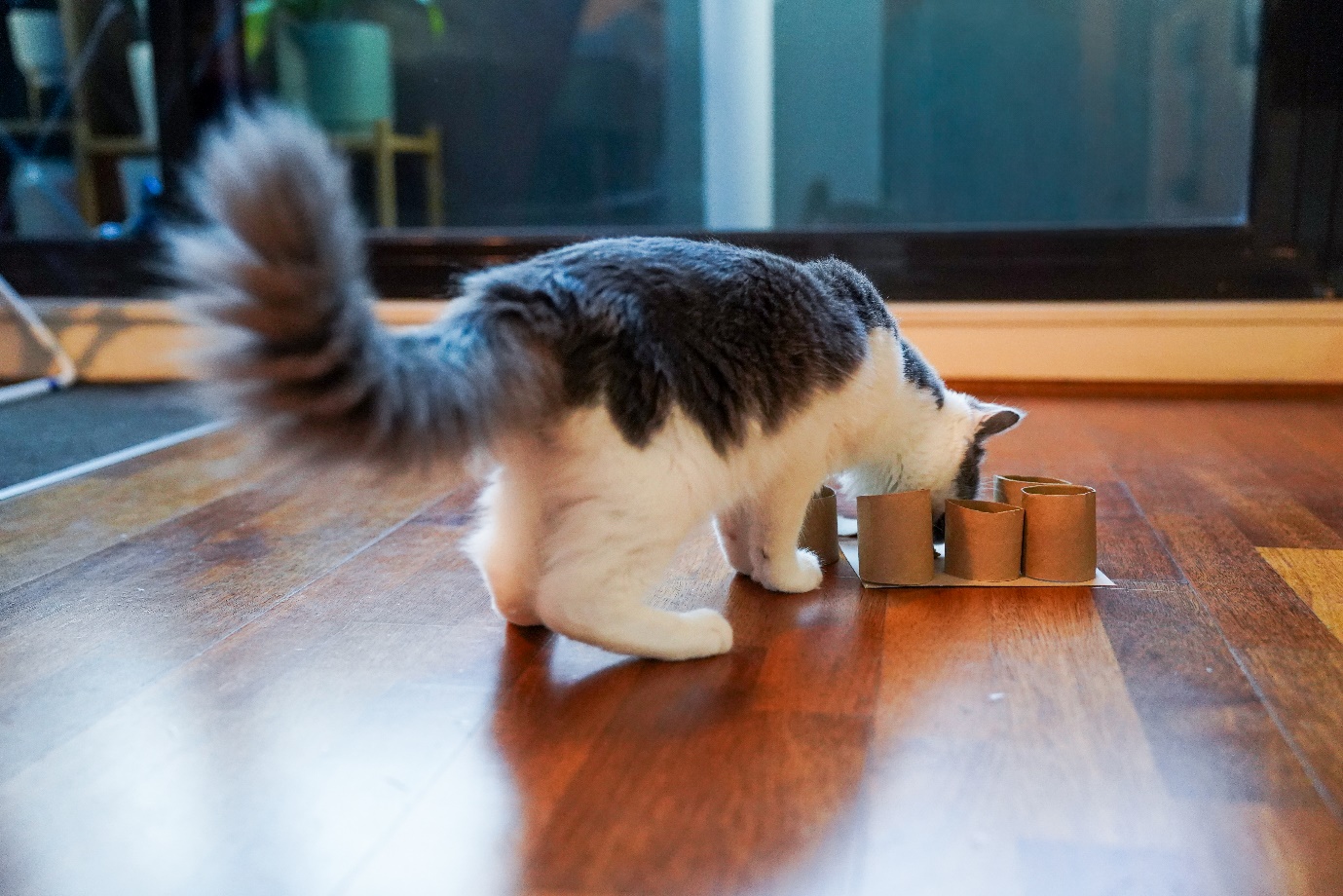 cat puzzle feeder tubes
