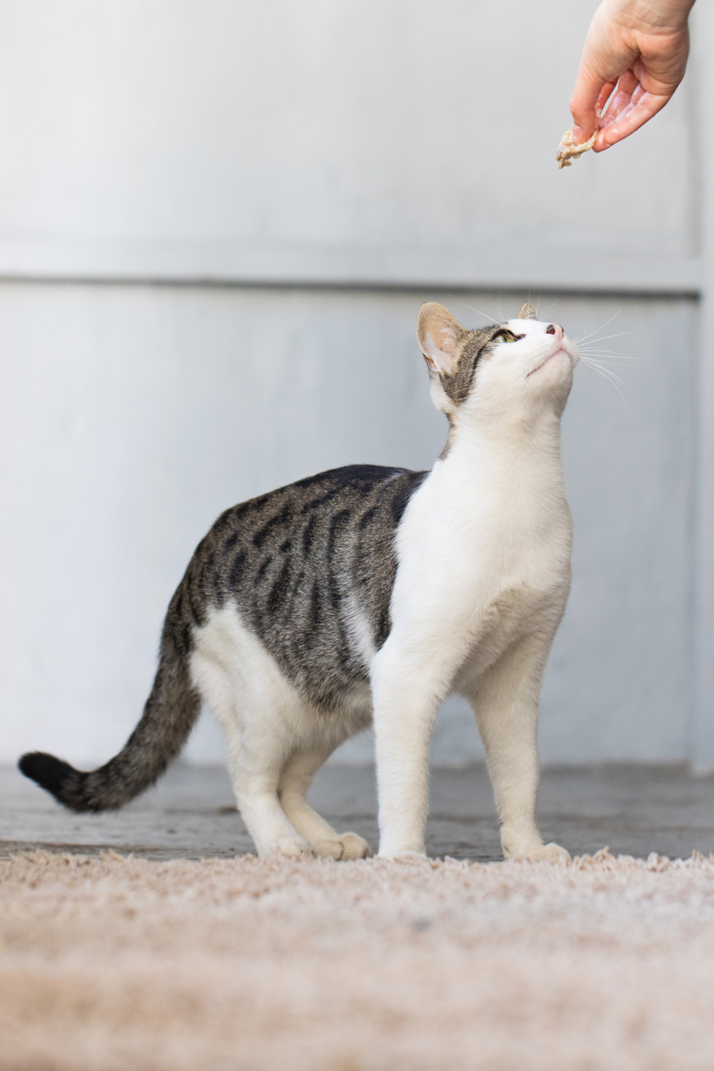 cat receiving treat for training