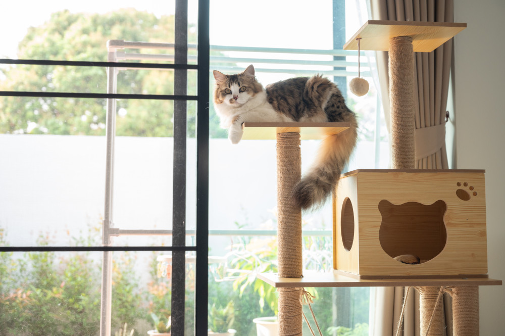 cat resting climbing pole