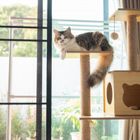 cat resting climbing pole