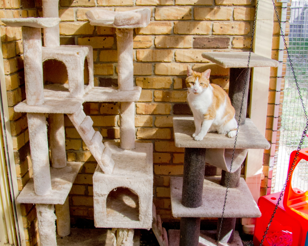 cat scratch enclosed