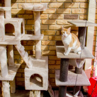 cat scratch enclosed