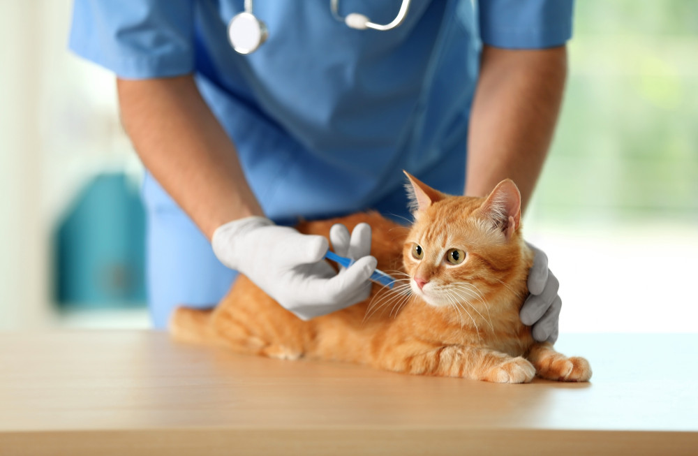 cat vaccination
