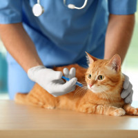 cat vaccination