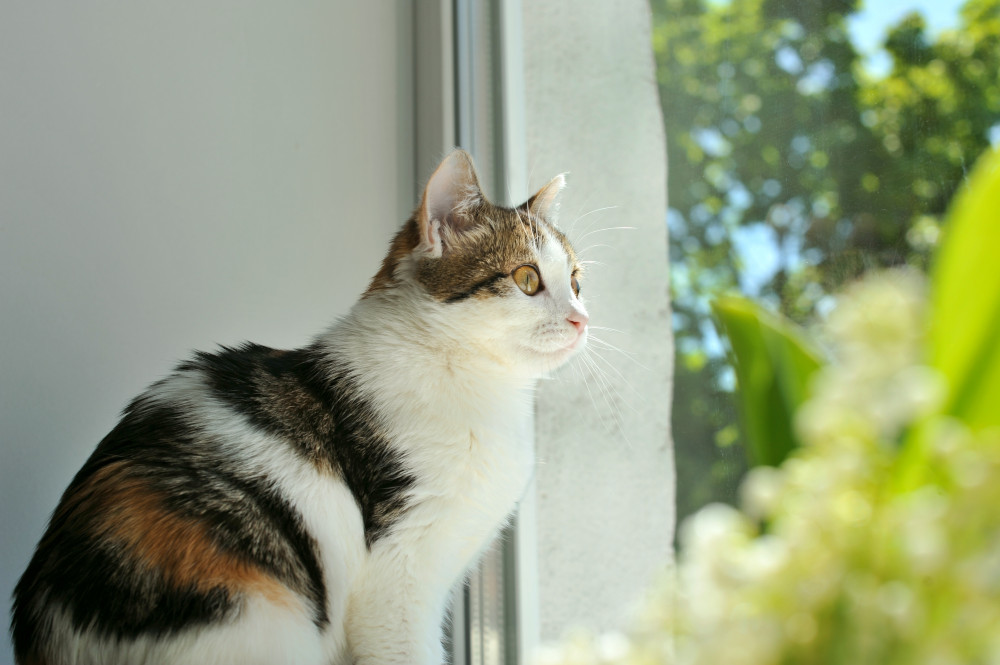 cat watching outside
