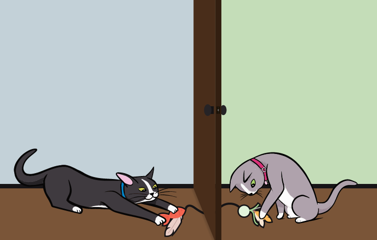 cat welfare playing together