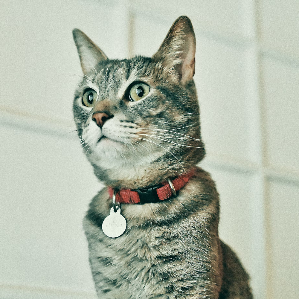 cat with red collar