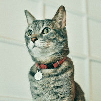 cat with red collar