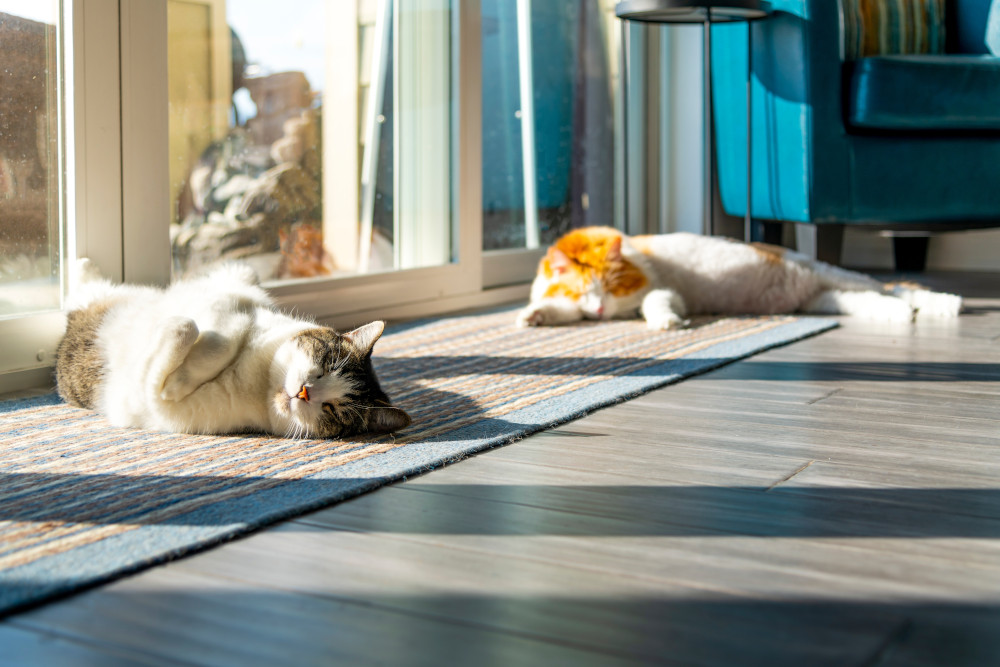 cats lying in sun