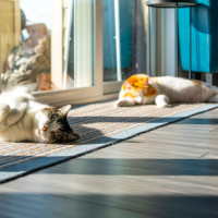 cats lying in sun
