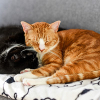 cats snuggling