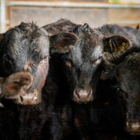 cattle grazing feedlot