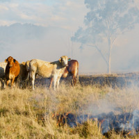 cattle near fire