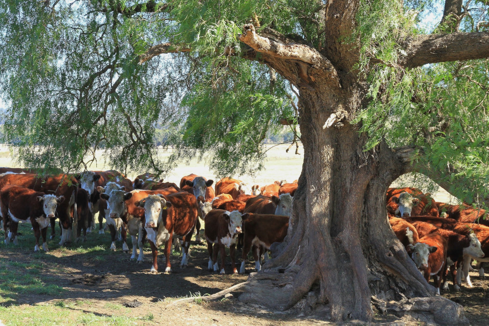 cattle shade tree