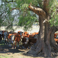 cattle shade tree