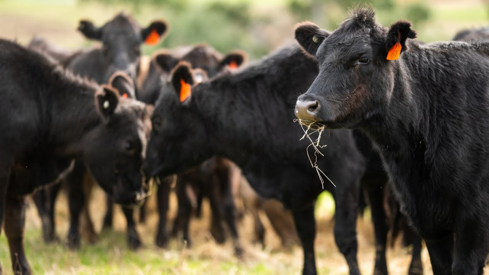 cattle tagged field thumb