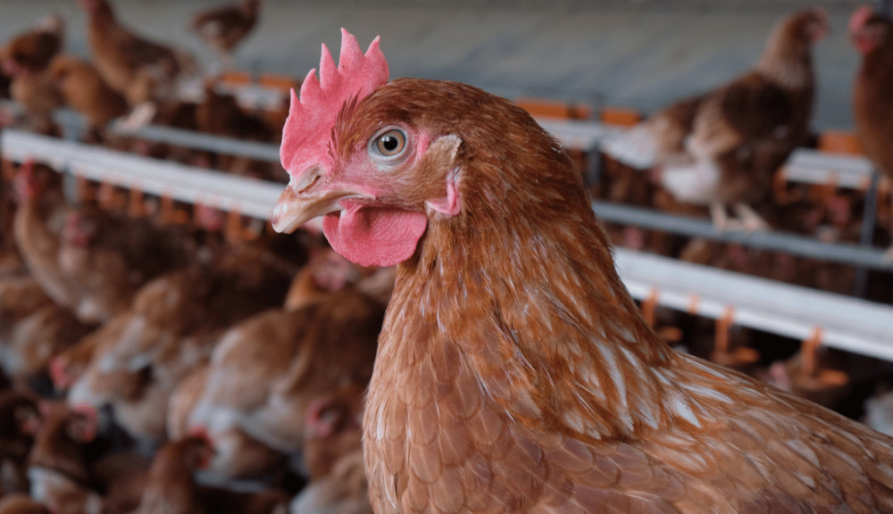 chicken barn laid eggs