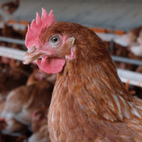 chicken barn laid eggs