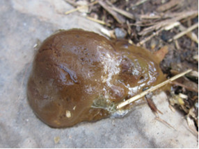 chicken droppings caecal