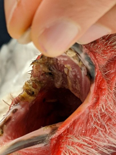 chicken fowl pox wet form