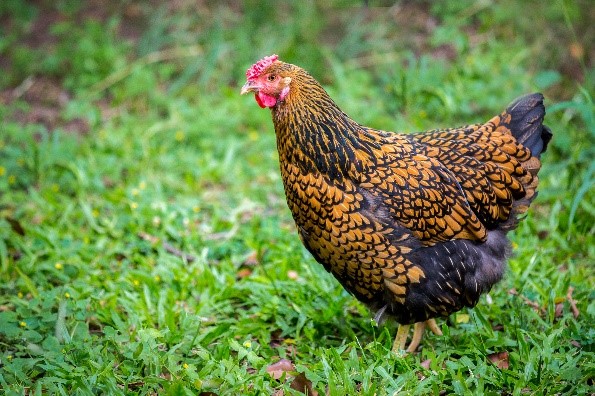 chicken in grass