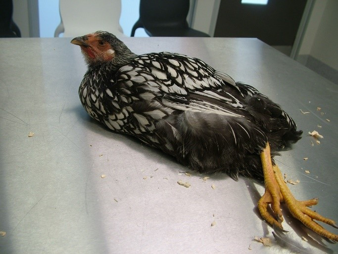 chicken mareks disease