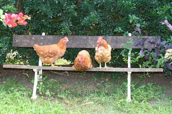chickens backyard seat