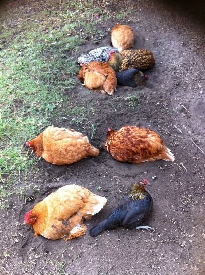chickens dustbathing