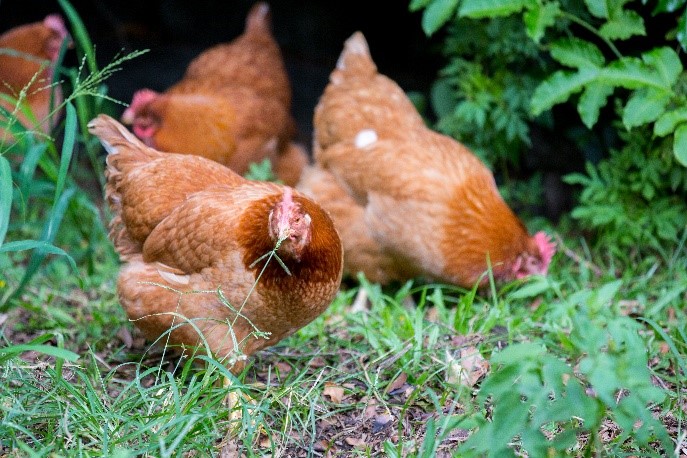 chickens foraging