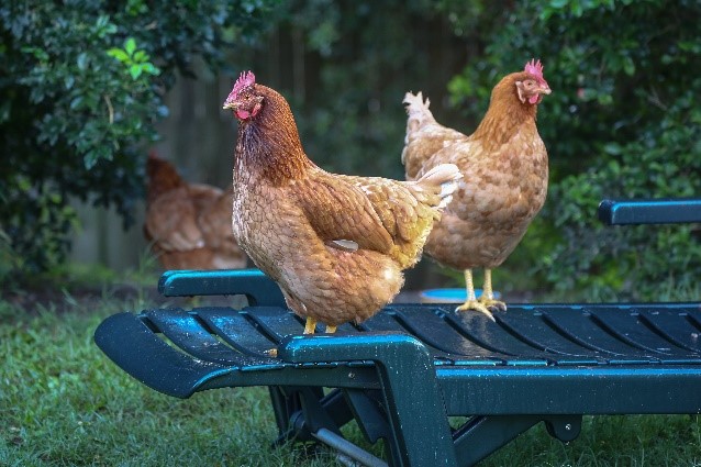 chickens sunlounge