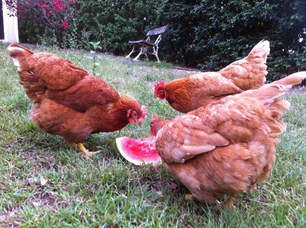 chickens watermelon