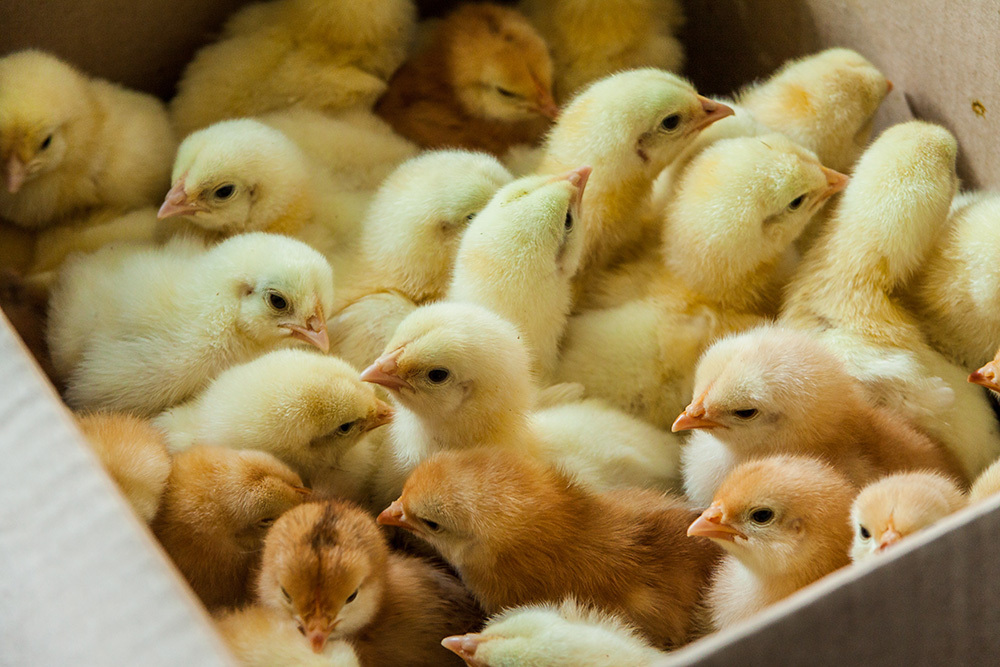 chicks in box thumb