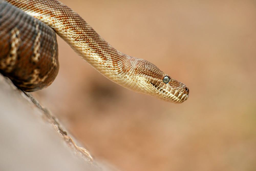 coastal python close up