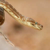 coastal python close up