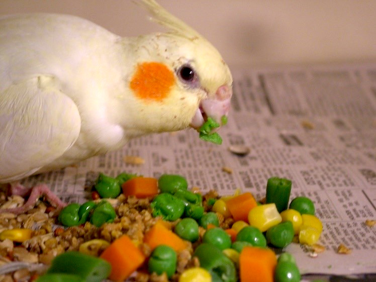 cockatiel eating