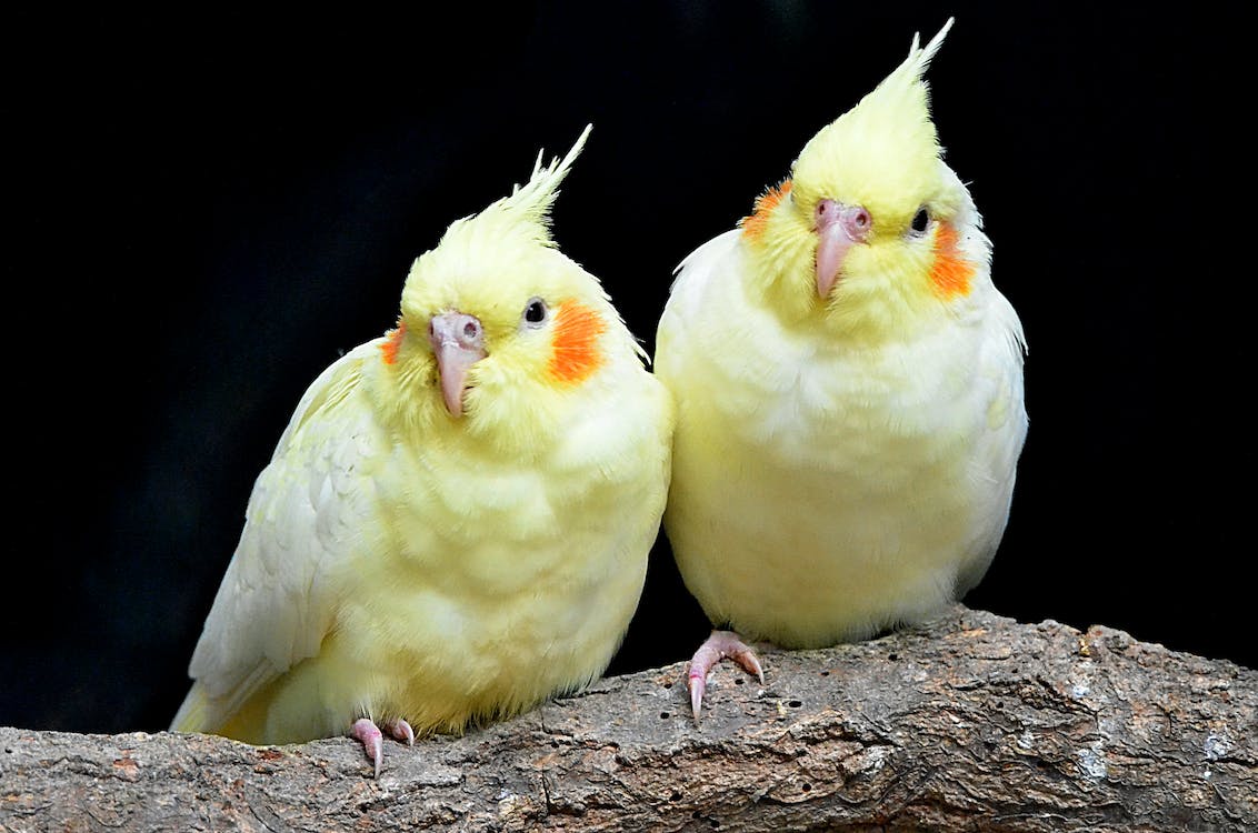 cockatiels two